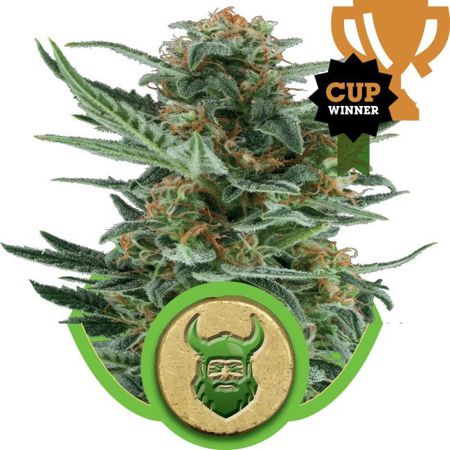 Marijuana plant with a 'Cup Winner' badge and a logo featuring a bearded figure with horns on a white background.