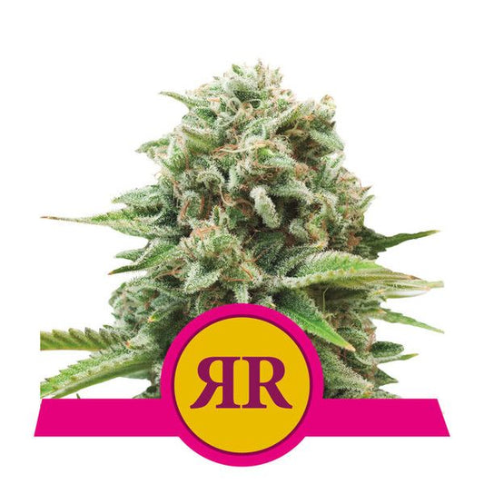 Cannabis bud with a pink and yellow logo featuring 'RR' on a white background