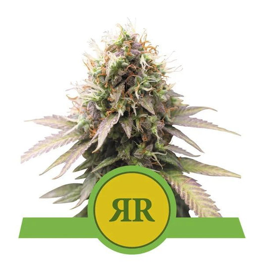 Cannabis plant with a green logo featuring 'RR' on a white background