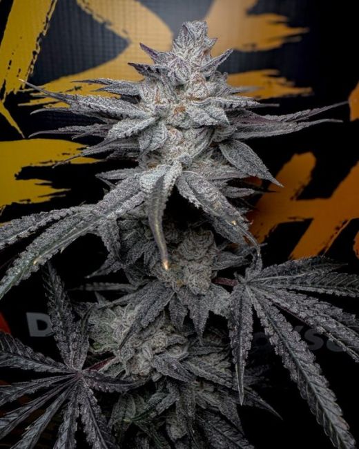 Close-up of a cannabis plant with a warning label in the background