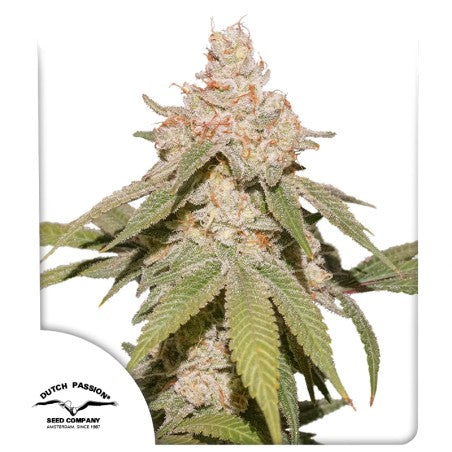 SFV OG Auto - Dutch Passion