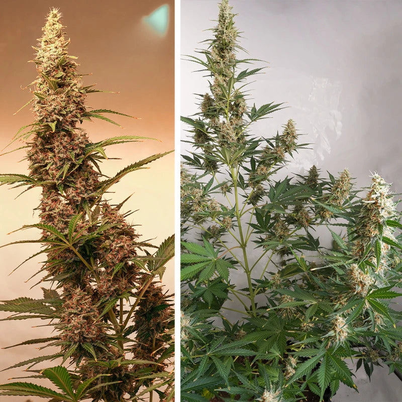 SFV OG Auto - Dutch Passion
