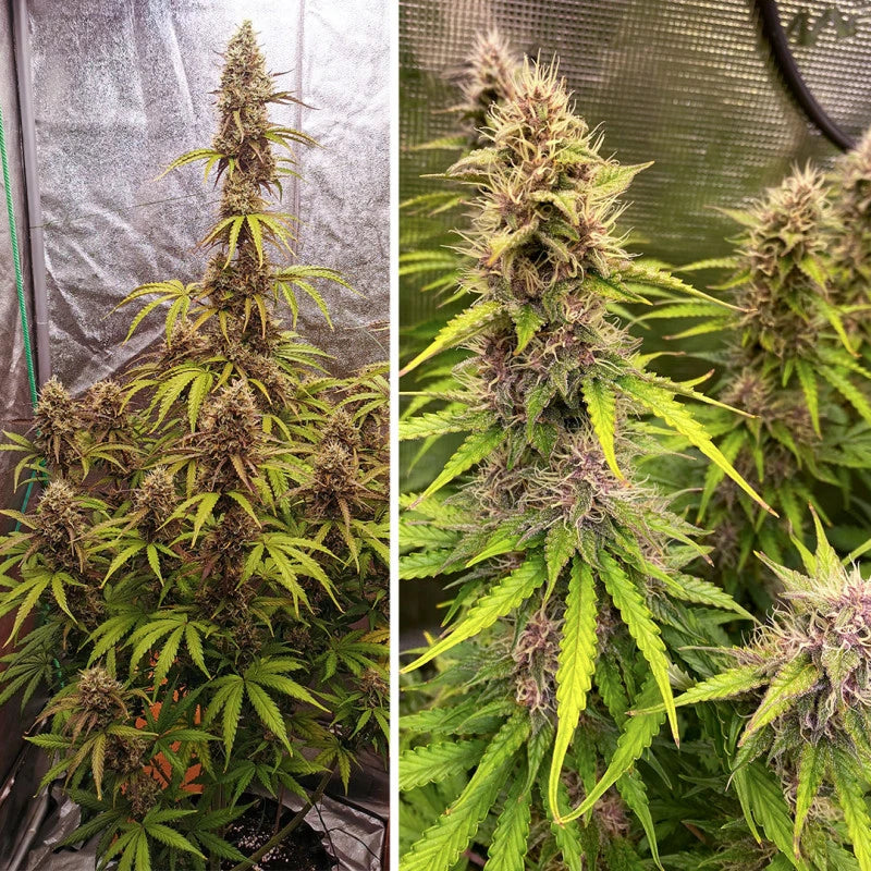 SFV OG Auto - Dutch Passion