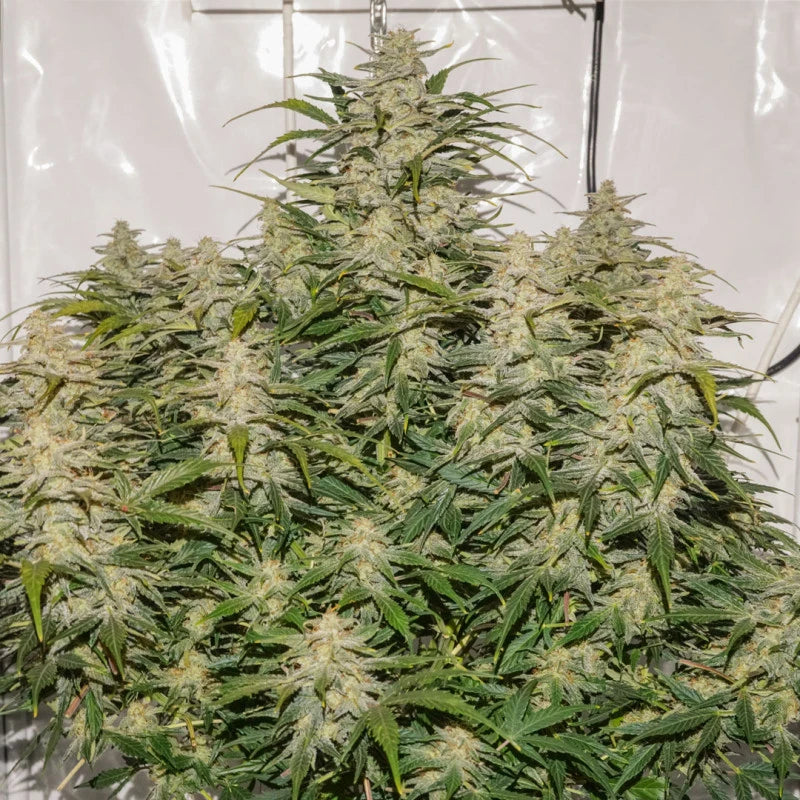 SFV OG Auto - Dutch Passion