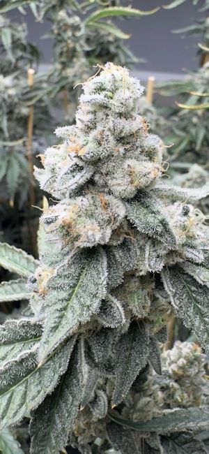 Sello - Mosca Seeds