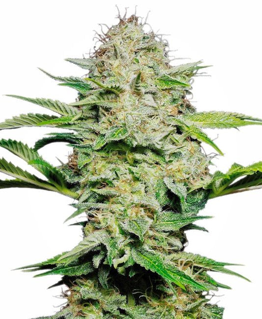 Close-up of a cannabis plant with green leaves and buds on a white background