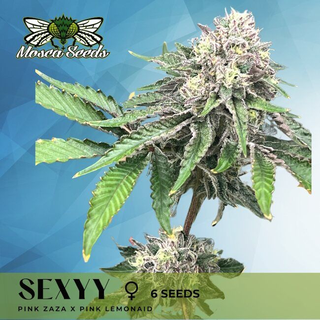 Sexyy - Mosca Seeds