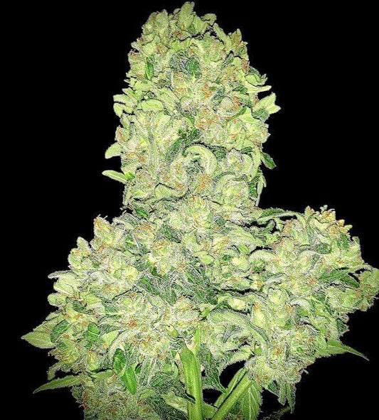 Close-up of a cannabis plant bud on a black background