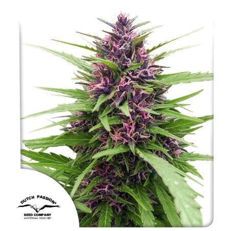 Grown cannabis plant with purple buds on a white background, featuring the Dutch Passion logo.
