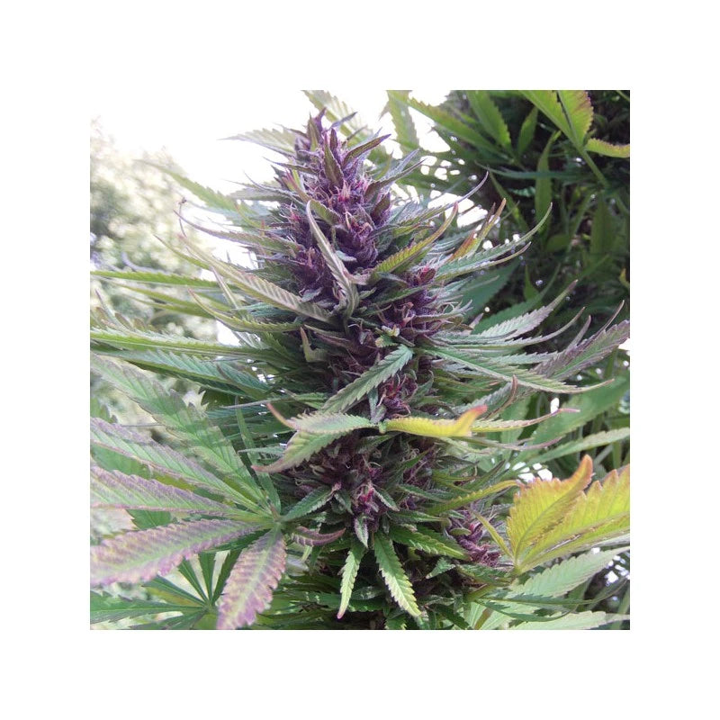 Close-up of a cannabis plant with purple buds and green leaves.