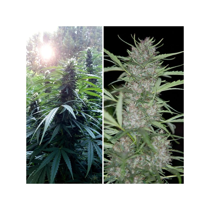 Two images of cannabis plants, one outdoors and one indoors with a black background.