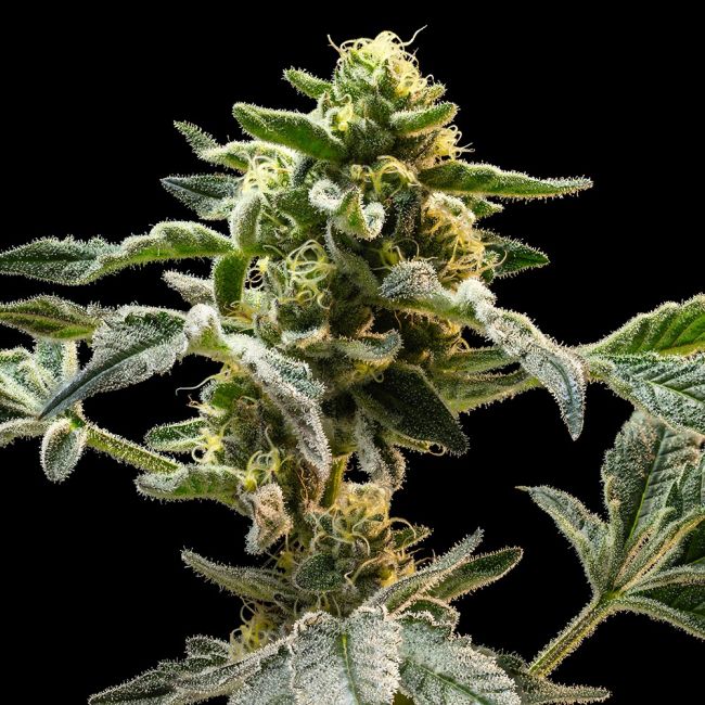 Close-up of a cannabis plant with detailed stamens and pistils.