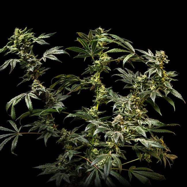 Mature cannabis plant with large buds on a dark background