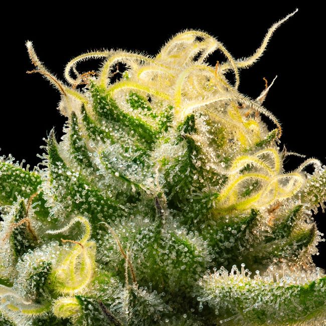 Close-up of a cannabis plant with trichomes on a black background