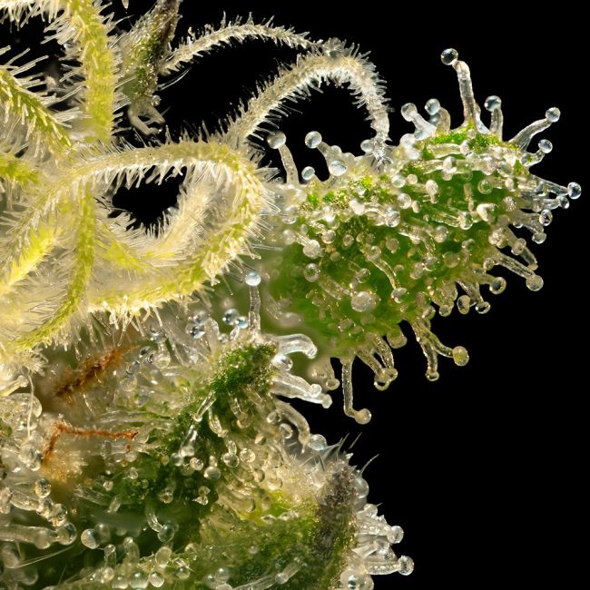 Close-up of a cannabis plant with detailed texture on a black background