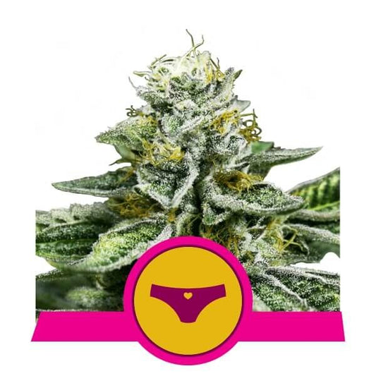 Close-up of a cannabis plant with a pink and yellow logo featuring a heart symbol.