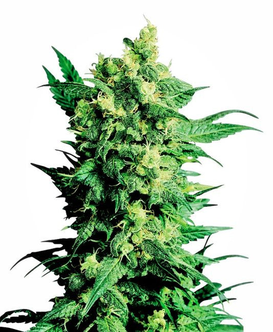 Mature cannabis plant with green leaves and buds on a white background