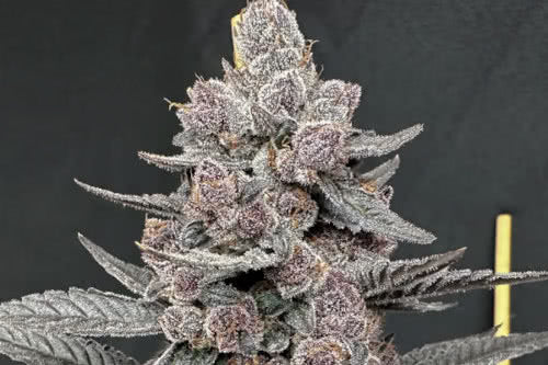 Closeup of a frosty green bud.