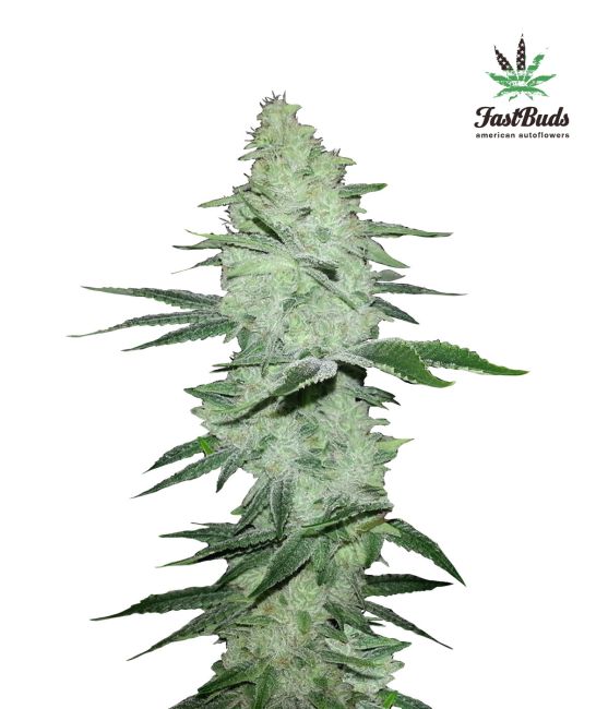 Grown cannabis plant with a white background and 'FastBuds' branding.