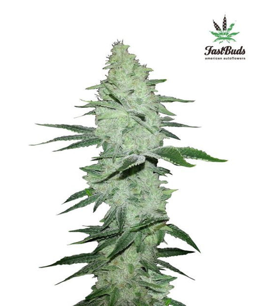 Grown cannabis plant with a white background and 'FastBuds' branding.