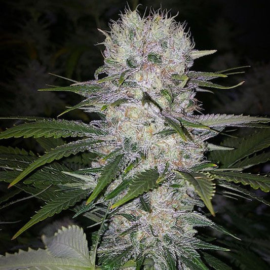 Skunk Hero RBX1 - Ethos Genetics