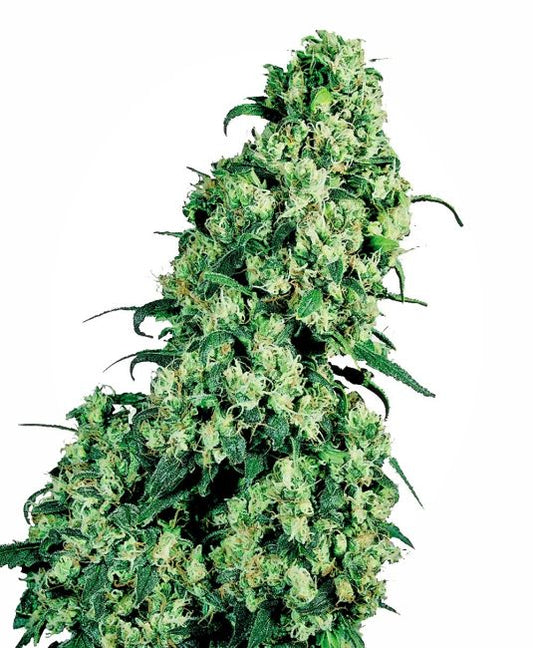 Close-up of a cannabis plant with green leaves and buds on a white background