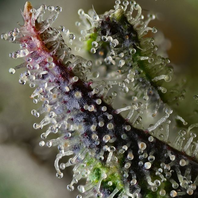 Close-up of a plant with glandular trichomes on a blurred background