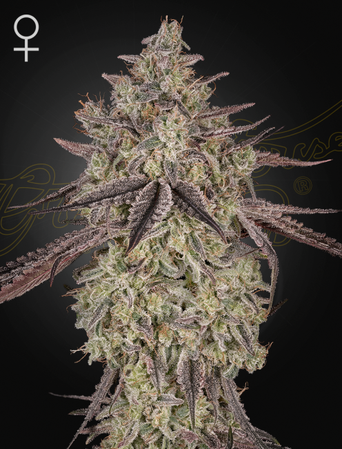 Close-up of a cannabis plant with a dark background
