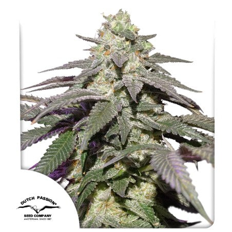 Grown cannabis plant with visible Dutch Passion logo on a white background