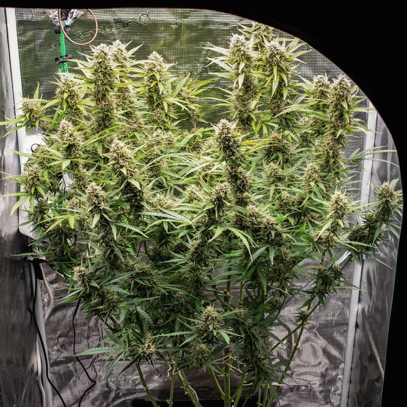 Grown cannabis plants in a controlled environment setting