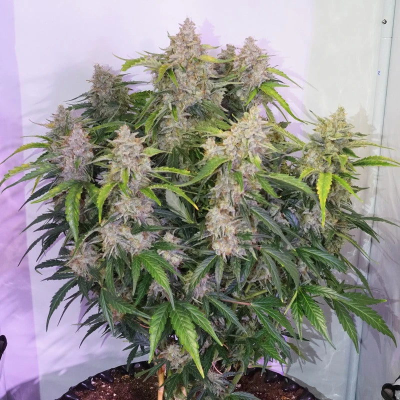 Grown cannabis plant with dense buds against a white background