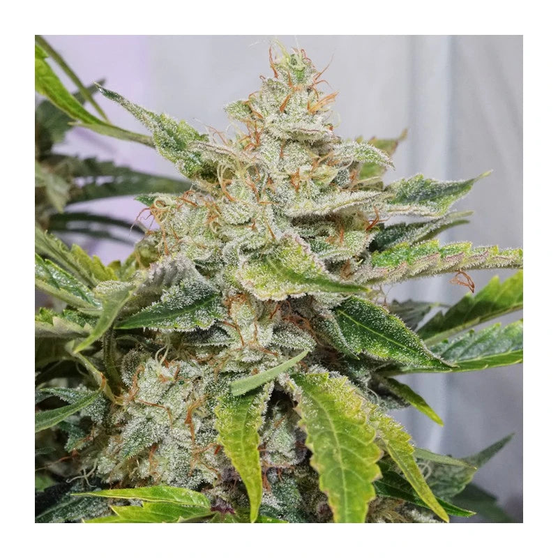 Close-up of a cannabis plant with a white background