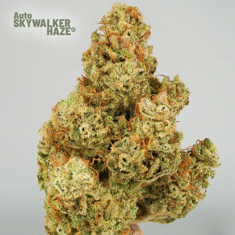 Close-up of a cannabis bud labeled 'Auto Skywalker Haze' on a gray background