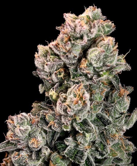 Slurpicane Fast - Atlas Seed