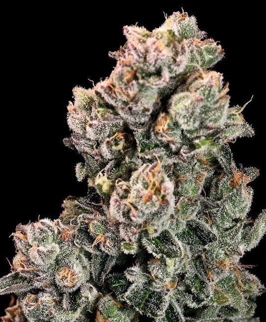 Close-up of a cannabis plant bud with a black background