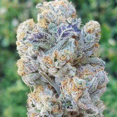 Close-up of a cannabis bud with a green blurred background