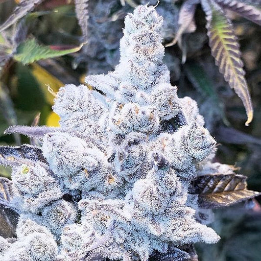 Slurricane #7 S1 - In House Genetics