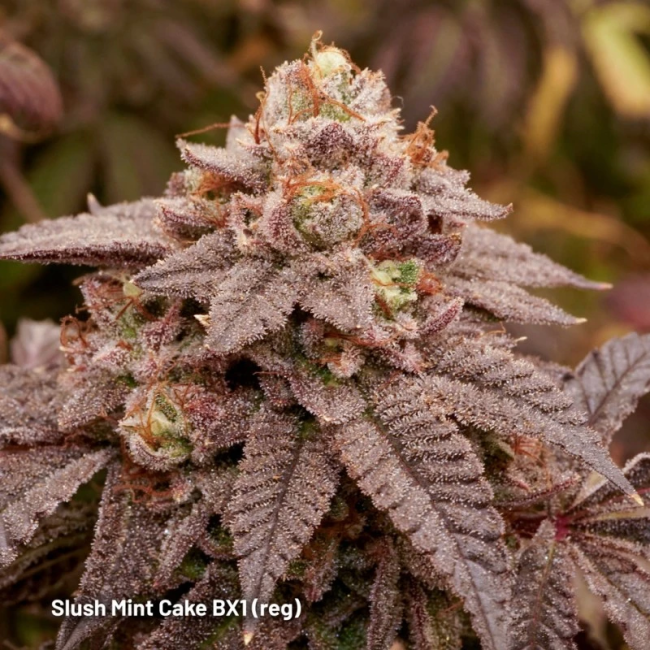Slush Mint Cake BX1 - Dutch Passion