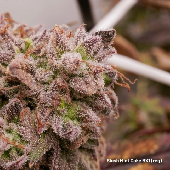 Slush Mint Cake BX1 - Dutch Passion