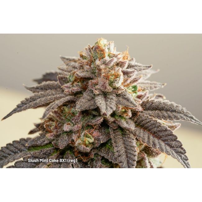 Slush Mint Cake BX1 - Dutch Passion