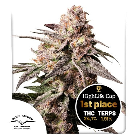Mature cannabis plant with frosty buds on a white background, featuring HighLife Cup 1st place award.