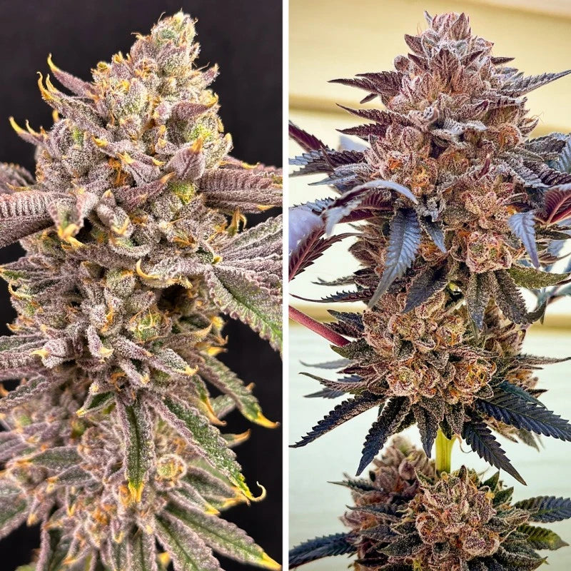 Close-up of a cannabis plant with frost on its buds against a dark background.