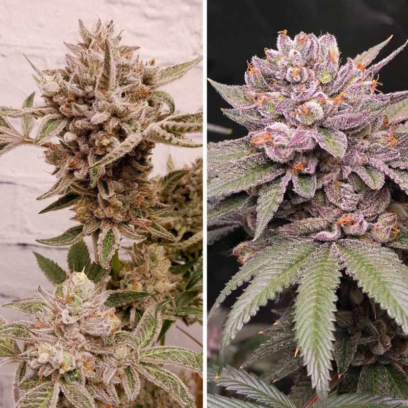 Two images of cannabis plants with frosty buds on a wooden surface.