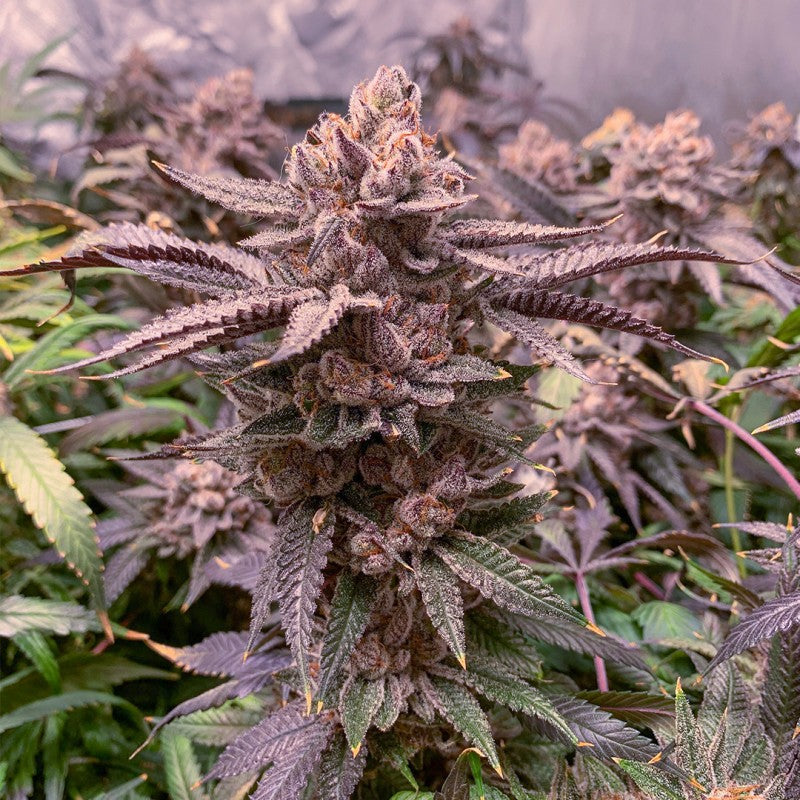 Close-up of a cannabis plant with purple and green leaves.
