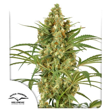 Grown cannabis plant with visible buds on a white background, featuring the Dutch Passion logo.