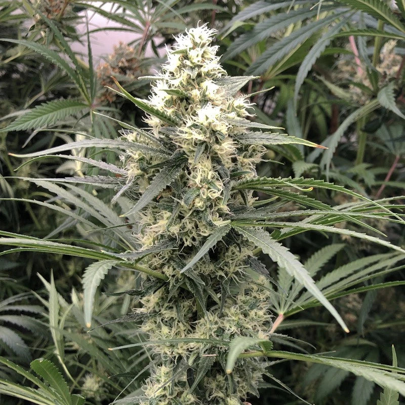 Close-up of a cannabis plant with green leaves and buds.