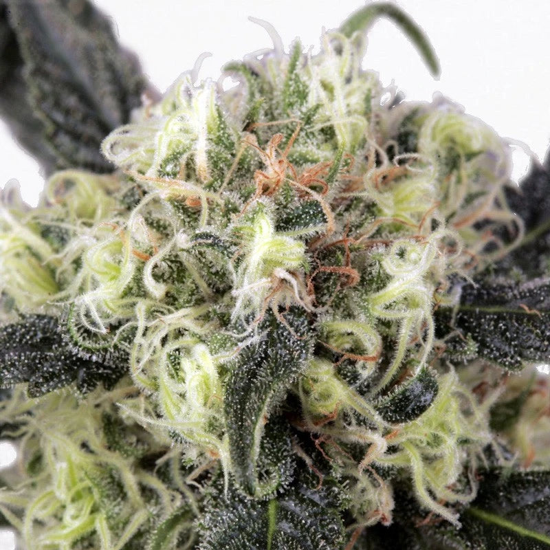Close-up of a cannabis plant bud with trichomes on a white background
