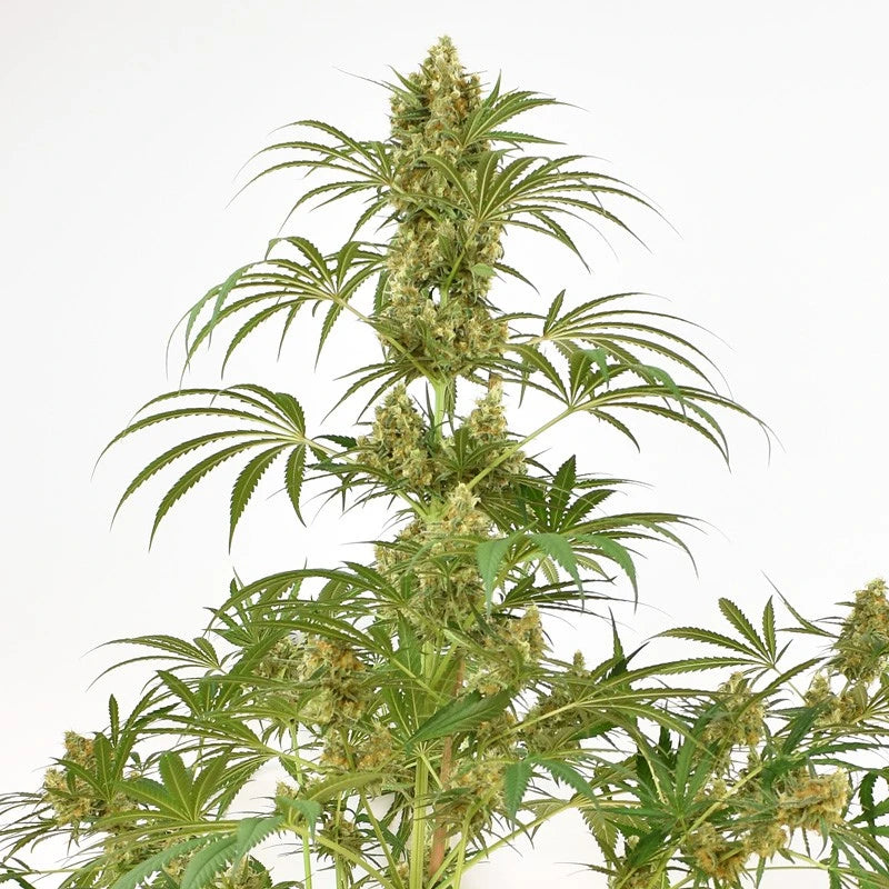 Mature cannabis plant with green leaves and buds on a white background
