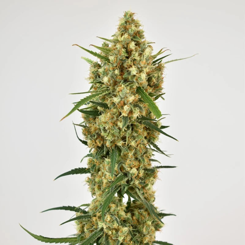 Mature cannabis plant with green leaves and visible buds on a light gray background