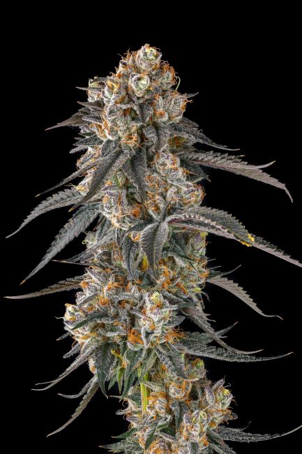 Close-up of a cannabis plant on a black background
